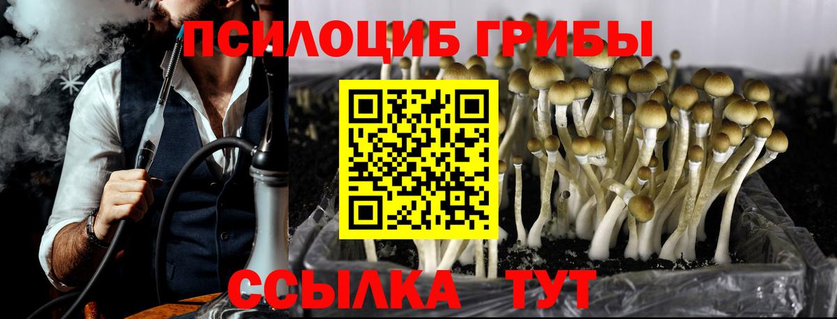 Галлюциногенные грибы Cubensis  Вход с VPN  где купить наркоту  Зерноград 